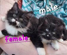 Beautiful Ragdoll Kittens looking for their FUREVER Home