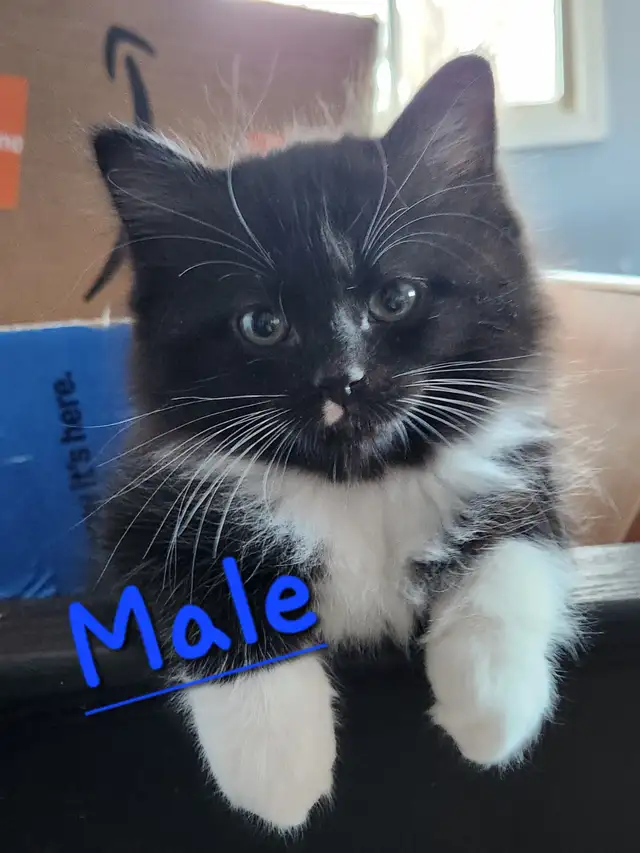 Beautiful Ragdoll Kittens looking for their FUREVER Home - Photo 2