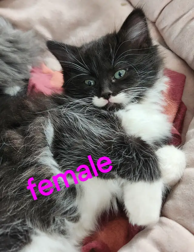 Beautiful Ragdoll Kittens looking for their FUREVER Home - Photo 5