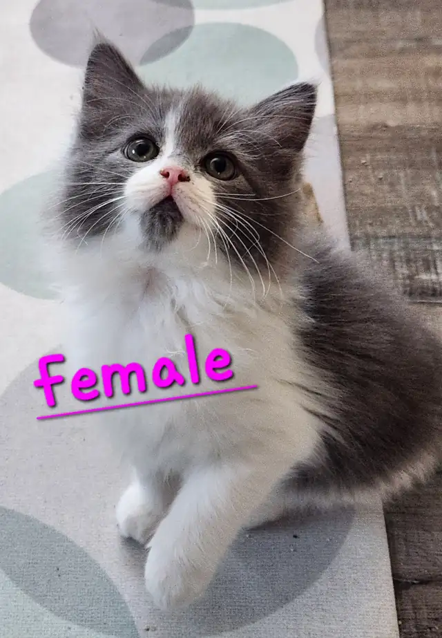 Beautiful Ragdoll Kittens looking for their FUREVER Home - Photo 6