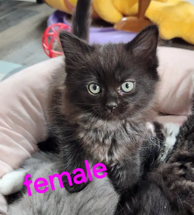 Beautiful Ragdoll Kittens looking for their FUREVER Home - Photo 7