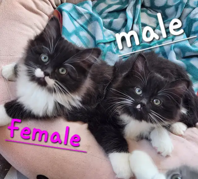 Beautiful Ragdoll Kittens looking for their FUREVER Home - Photo 8
