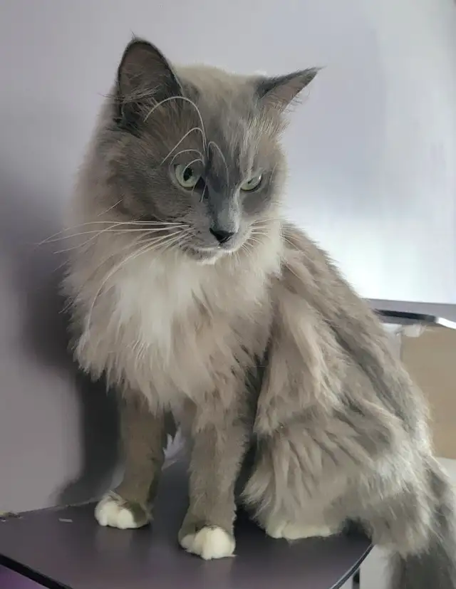 Beautiful Ragdoll Kittens looking for their FUREVER Home - Photo 9