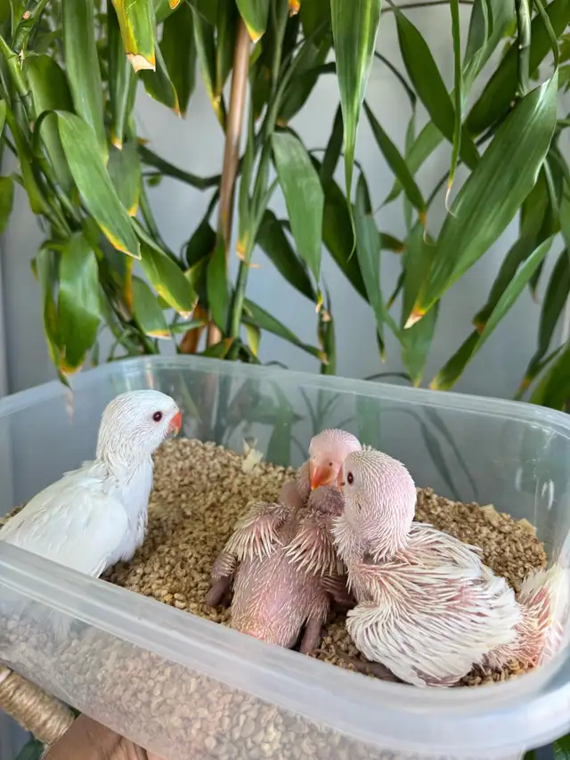 Indian ringneck babies (Albino/White)