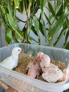 Indian ringneck babies (Albino/White)