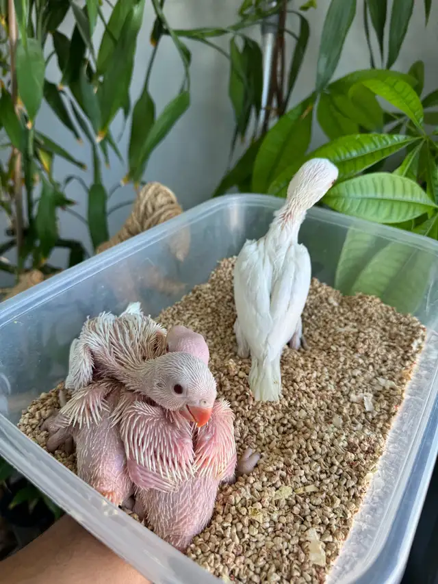 Indian ringneck babies (Albino/White) - Photo 2