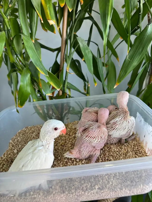 Indian ringneck babies (Albino/White) - Photo 3