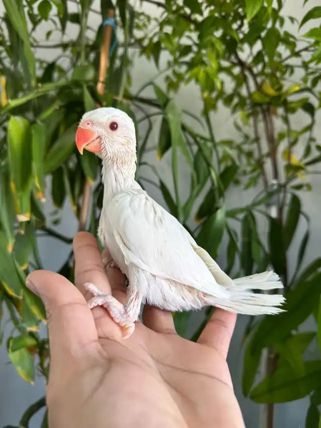 Indian ringneck babies (Albino/White) - Photo 4