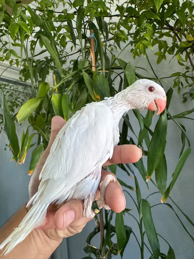 Indian ringneck babies (Albino/White) - Photo 5