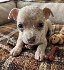 WONDERFUL LAVENDER AND A BLUE BROTHER - SUCH RARE COLORS