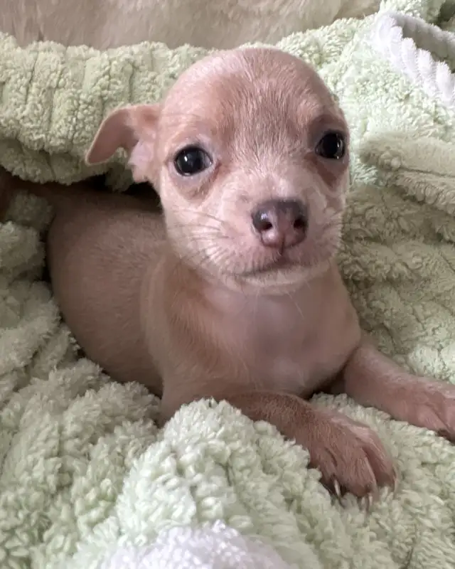 WONDERFUL LAVENDER AND A BLUE BROTHER - SUCH RARE COLORS - Photo 2