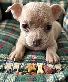 WONDERFUL LAVENDER AND A BLUE BROTHER - SUCH RARE COLORS - Photo 3