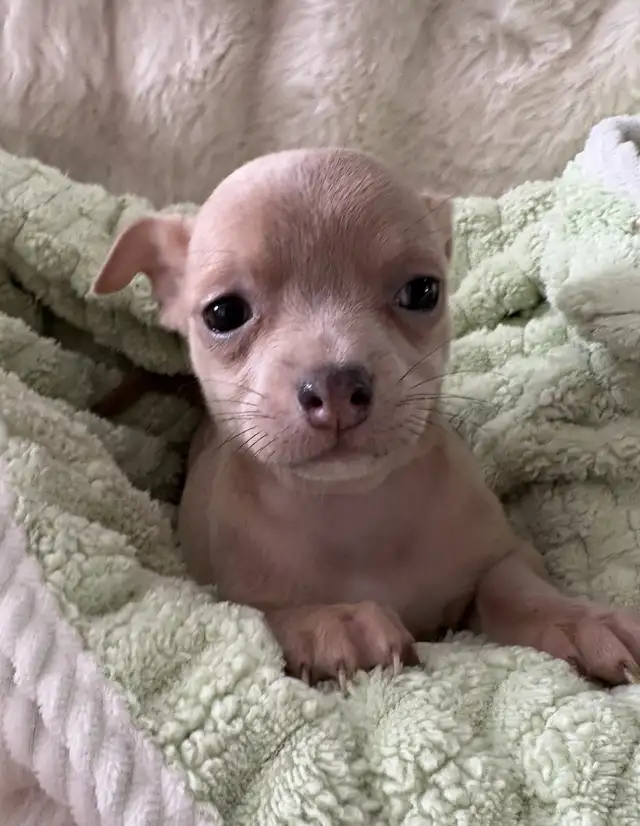 WONDERFUL LAVENDER AND A BLUE BROTHER - SUCH RARE COLORS - Photo 4