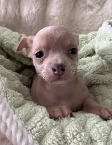 WONDERFUL LAVENDER AND A BLUE BROTHER - SUCH RARE COLORS - Photo 4