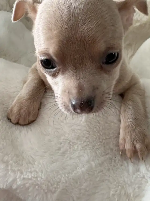 WONDERFUL LAVENDER AND A BLUE BROTHER - SUCH RARE COLORS - Photo 5