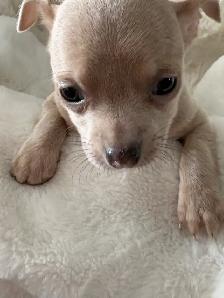 WONDERFUL LAVENDER AND A BLUE BROTHER - SUCH RARE COLORS - Photo 5