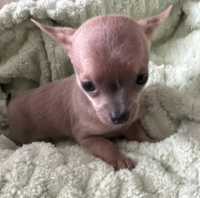 WONDERFUL LAVENDER AND A BLUE BROTHER - SUCH RARE COLORS - Photo 6