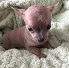 WONDERFUL LAVENDER AND A BLUE BROTHER - SUCH RARE COLORS - Photo 6