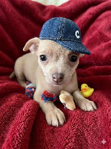 WONDERFUL LAVENDER AND A BLUE BROTHER - SUCH RARE COLORS - Photo 7