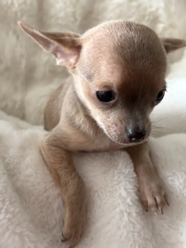 WONDERFUL LAVENDER AND A BLUE BROTHER - SUCH RARE COLORS - Photo 8