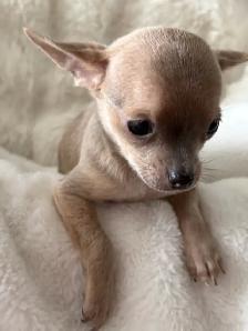 WONDERFUL LAVENDER AND A BLUE BROTHER - SUCH RARE COLORS - Photo 8