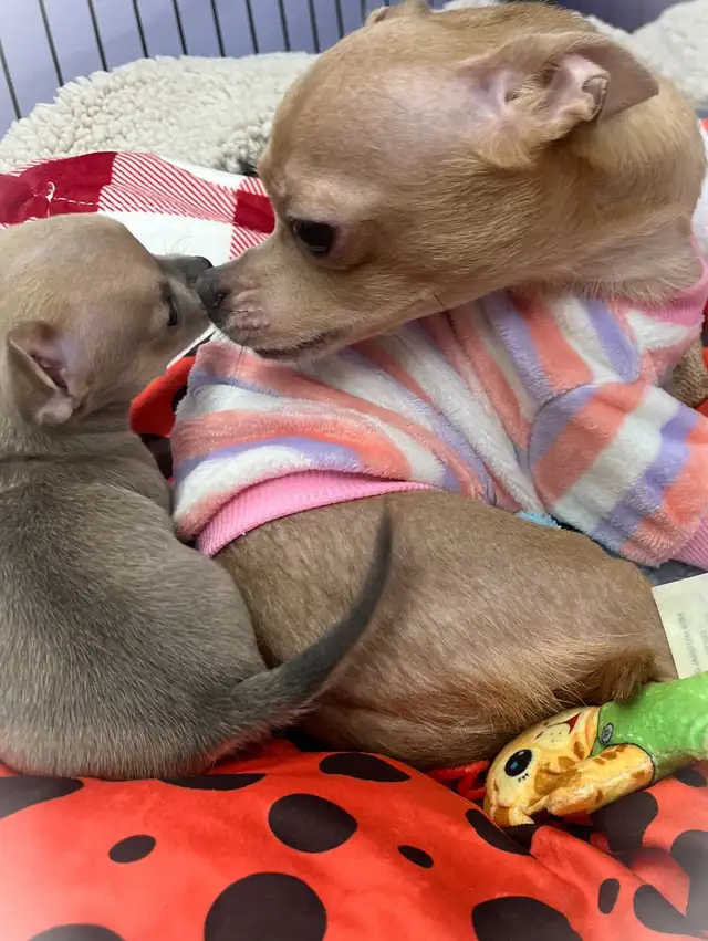 WONDERFUL LAVENDER AND A BLUE BROTHER - SUCH RARE COLORS - Photo 9