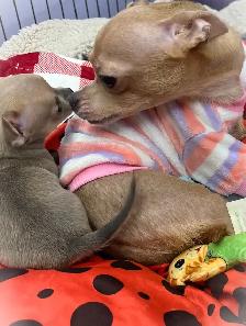 WONDERFUL LAVENDER AND A BLUE BROTHER - SUCH RARE COLORS - Photo 9