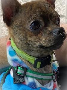 WONDERFUL LAVENDER AND A BLUE BROTHER - SUCH RARE COLORS - Photo 10