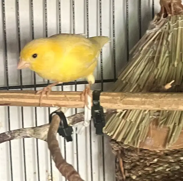 Male Canary For Sale $50