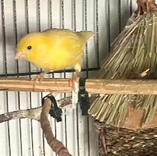 Male Canary For Sale $50