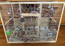 Male Canary For Sale $50 - Photo 2