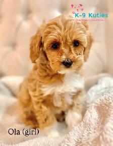 Adorable F1B Maltipoo Puppies for Sale!