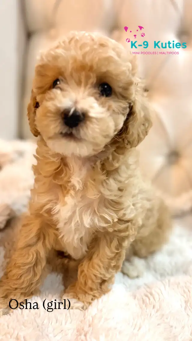 Adorable F1B Maltipoo Puppies for Sale! - Photo 2