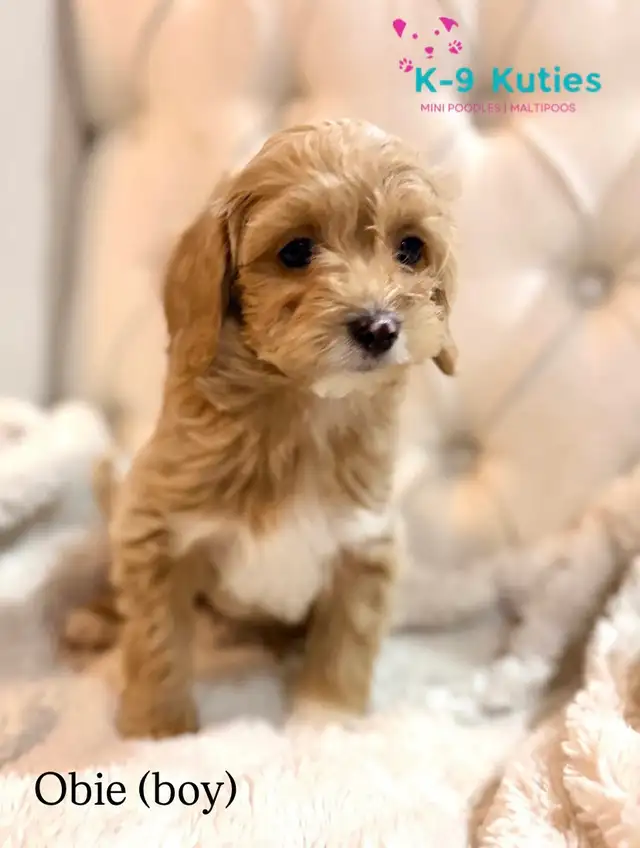 Adorable F1B Maltipoo Puppies for Sale! - Photo 3