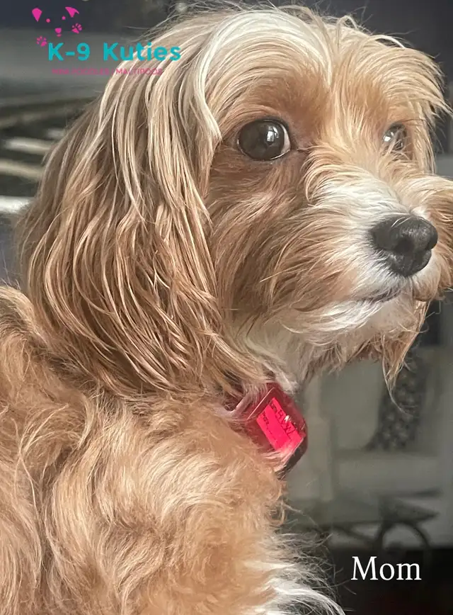 Adorable F1B Maltipoo Puppies for Sale! - Photo 4