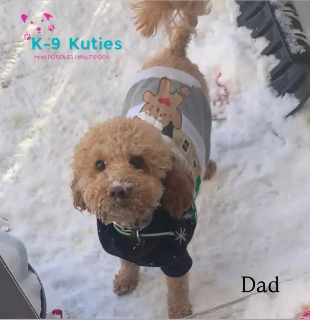 Adorable F1B Maltipoo Puppies for Sale! - Photo 5