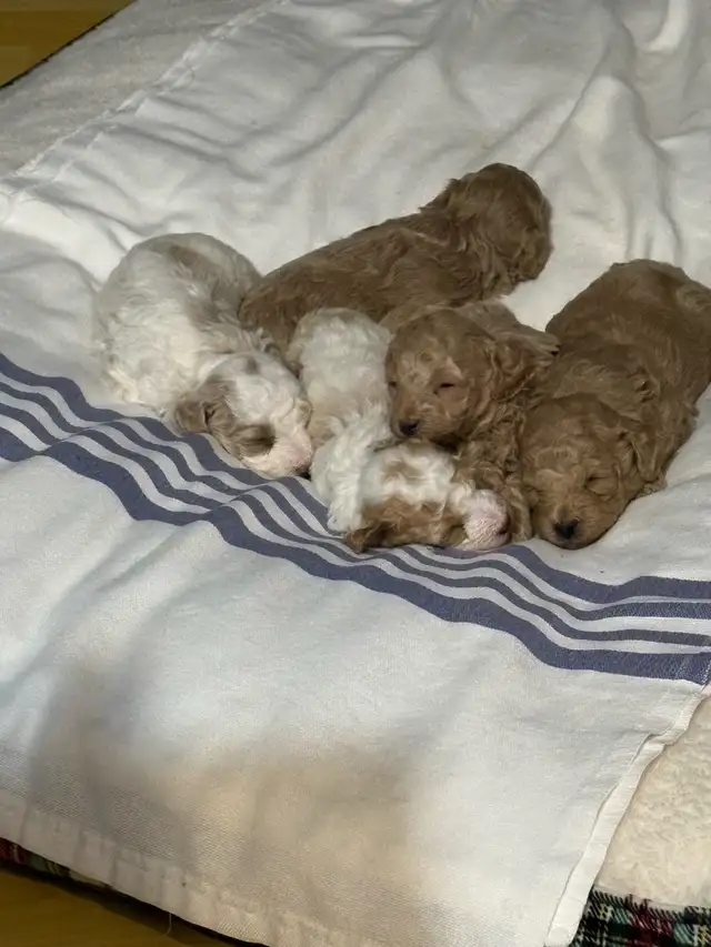 Toy Poodle Puppies