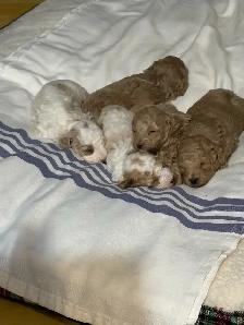 Toy Poodle Puppies
