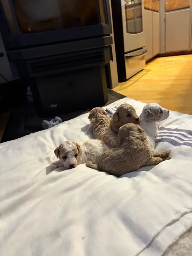 Toy Poodle Puppies - Photo 2