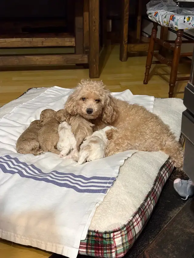 Toy Poodle Puppies - Photo 3