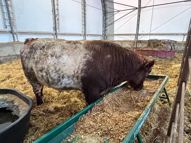 Shorthorn Bull - Photo 2