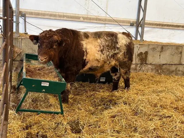 Shorthorn Bull - Photo 3