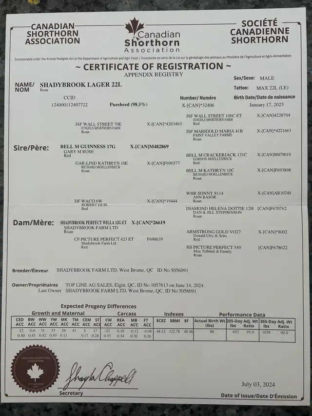Shorthorn Bull - Photo 4