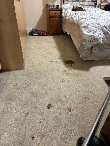 March Special – Professional Carpet Cleaning $172 - Photo 3