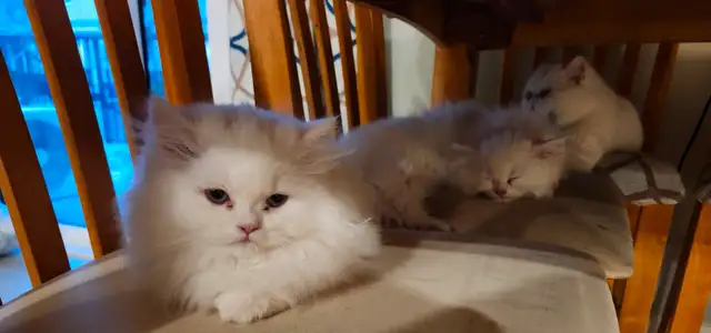 Ragdoll kittens - Photo 2