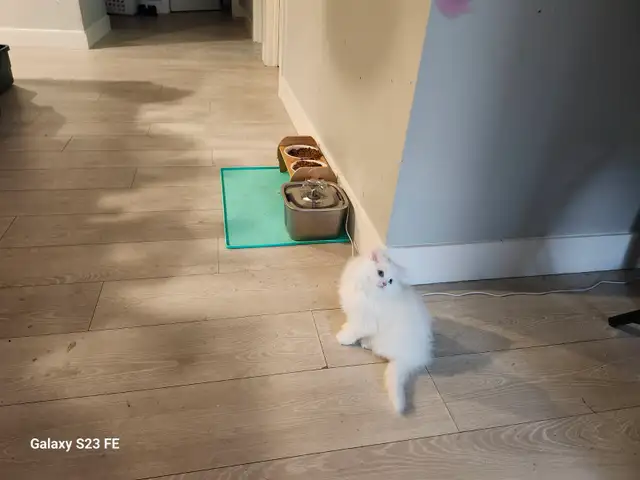 Ragdoll kittens - Photo 3