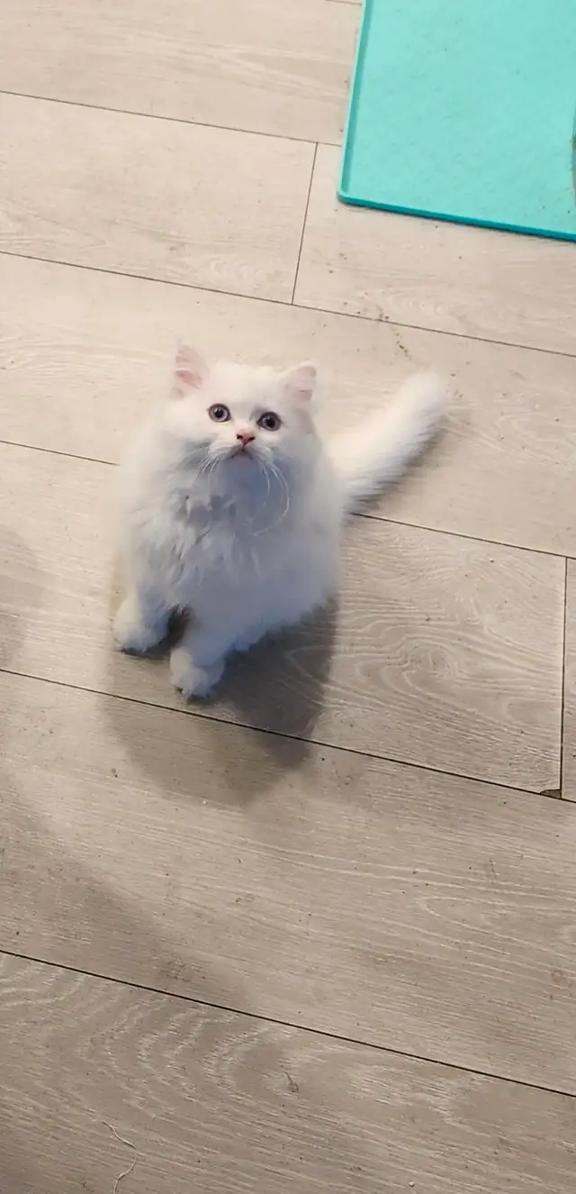 Ragdoll kittens - Photo 4