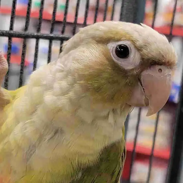 cinnamon conure