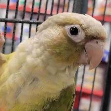 cinnamon conure