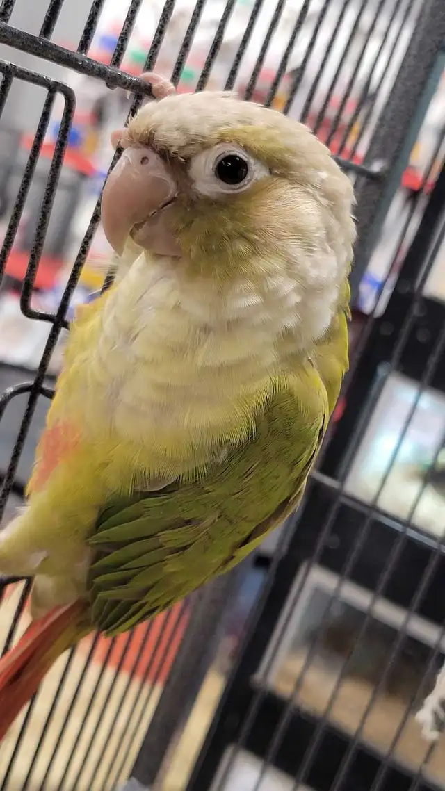 cinnamon conure - Photo 2